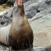 lion_sea_galapagos_san_v_0210_ecu2409.jpg